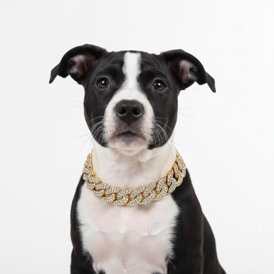 Exklusiv produktbild med pitbull och lyxigt guldhalsbandet