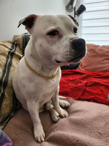 Luxury Gold Dog/Cat Chain Collar