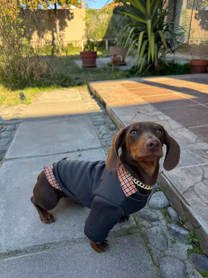 Luxury Gold Dog/Cat Chain Collar