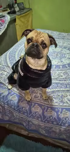 Luxury Gold Dog/Cat Chain Collar