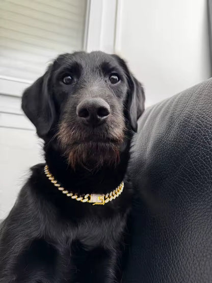 Luxury Gold Dog/Cat Chain Collar