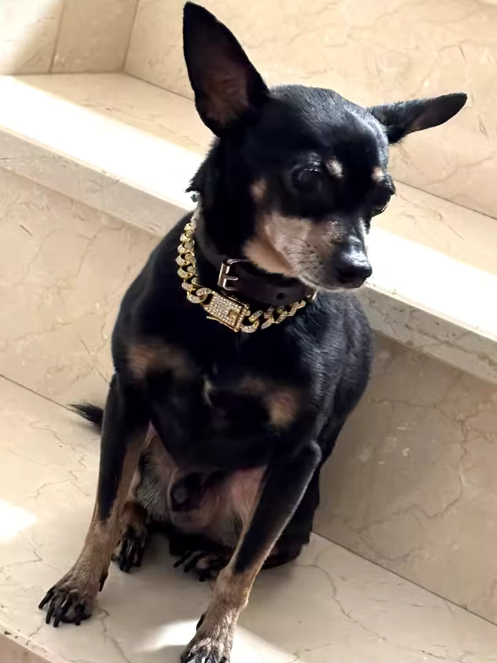 Luxury Gold Dog/Cat Chain Collar